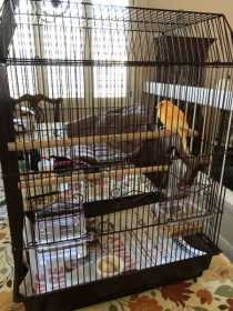 Found Canary