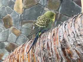 Found Budgerigar