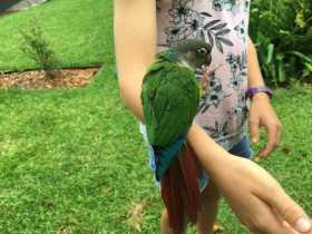 Found Conure