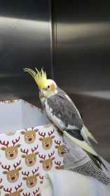 Found Cockatiel