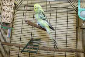 Found Budgerigar