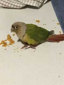 Found Conure