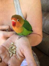 Found Lovebird