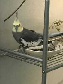 Found Cockatiel