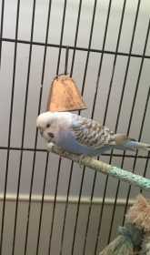 Found Budgerigar