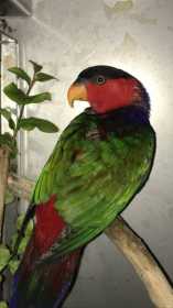 Found Lory / Lorikeet