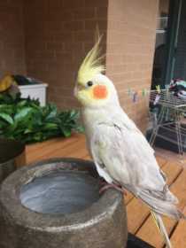 Found Cockatiel