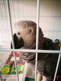 Found African Grey