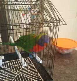 Found Lory / Lorikeet