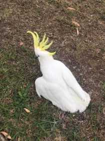 Found Cockatoo
