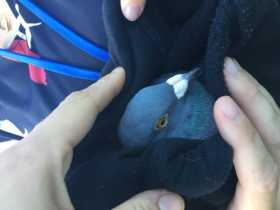 Found Pigeon