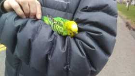 Found Parakeet