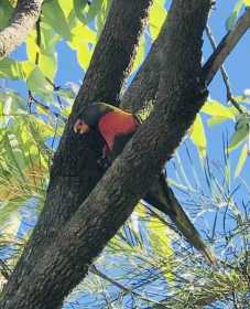 Found Lory / Lorikeet