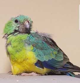 Found Red Rump Parakeet