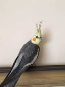 Found Cockatiel