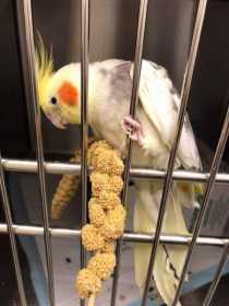 Found Cockatiel