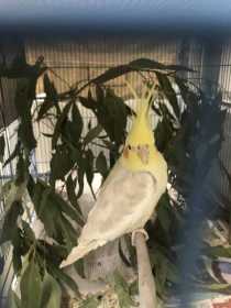 Found Cockatiel