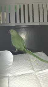 Found Indian Ringneck Parakeet