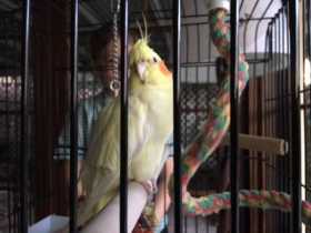 Found Cockatiel