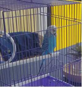 Found Budgerigar