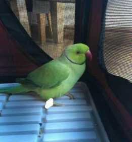 Found Indian Ringneck Parakeet