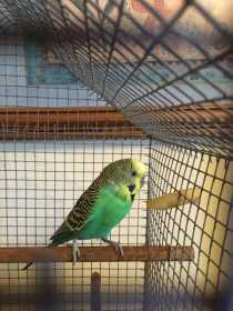 Found Budgerigar