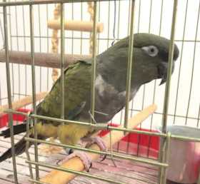 Found Conure