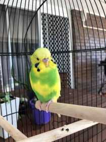 Found Budgerigar