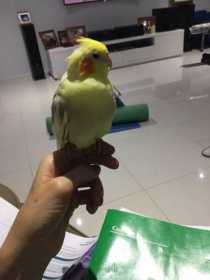 Found Cockatiel