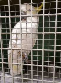 Found Cockatoo