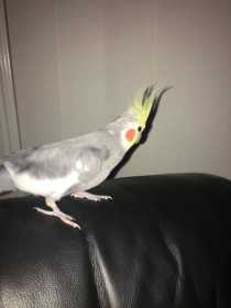 Found Cockatiel