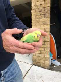 Found Budgerigar