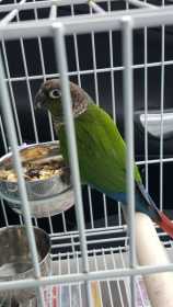 Found Conure