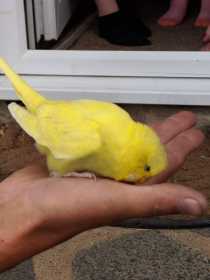 Found Budgerigar