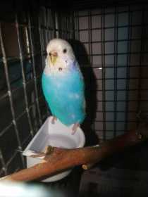 Found Budgerigar