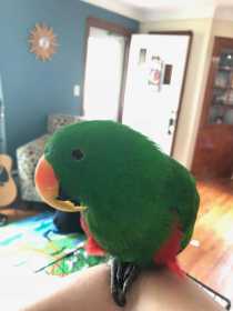 Found Eclectus