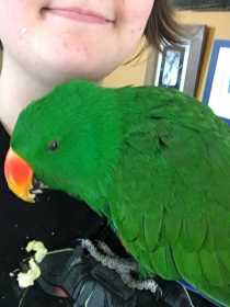 Found Eclectus