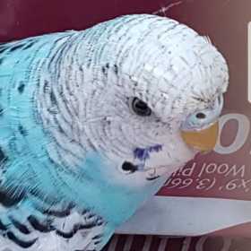 Found Budgerigar