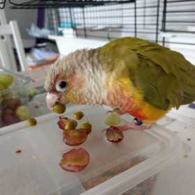 Found Conure