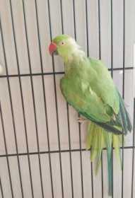 Found Indian Ringneck Parakeet