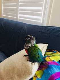 Found Conure