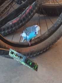 Found Budgerigar