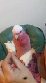 Found Galah Cockatoo