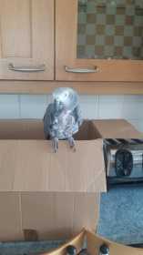 Found African Grey