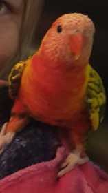 Found Bird / Parrot