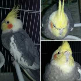 Found Cockatiel