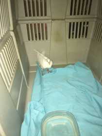 Found Dove