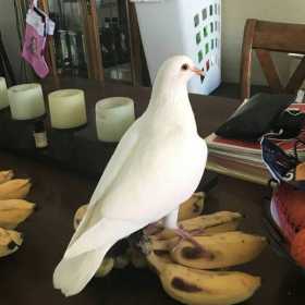 Found Dove