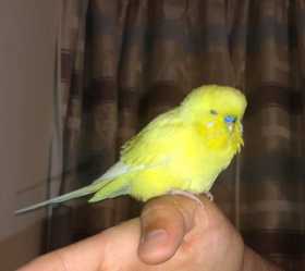 Found Budgerigar