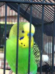 Found Parakeet